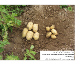 مزرعه سیب زمینی، استان کردستان، قروه